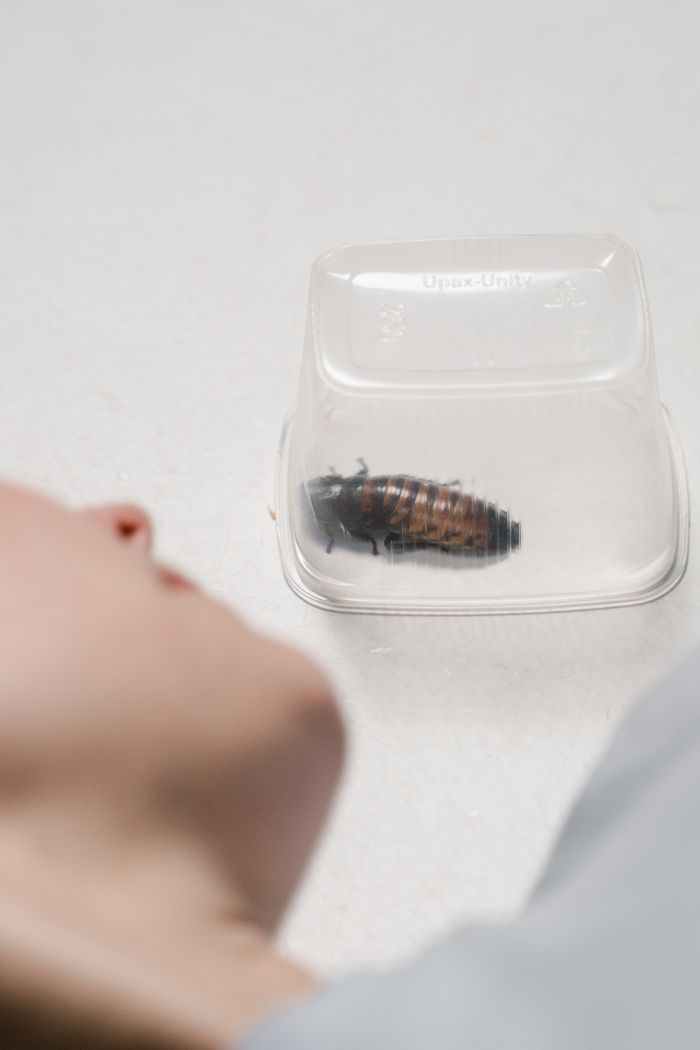 Home A person observing a cockroach trapped in a clear plastic container, depicting entomophobia.